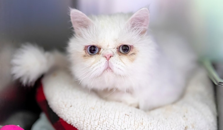 Want to adopt a pet? Here are 6 lovable kitties to adopt now in Houston