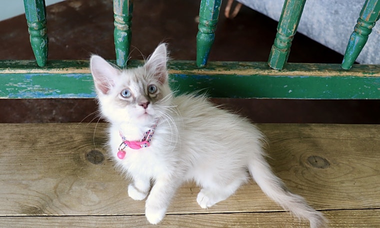 Want to adopt a pet? Here are 6 cute-as-can-be kittens to adopt now in San Antonio