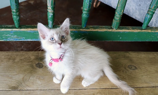 Want to adopt a pet? Here are 6 cute-as-can-be kittens to adopt now in San Antonio