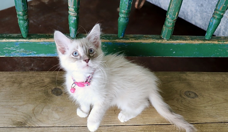 Want to adopt a pet? Here are 6 cute-as-can-be kittens to adopt now in San Antonio
