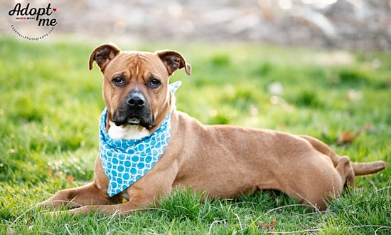 Looking to adopt a pet? Here are 7 lovable pups to adopt now in Kansas City