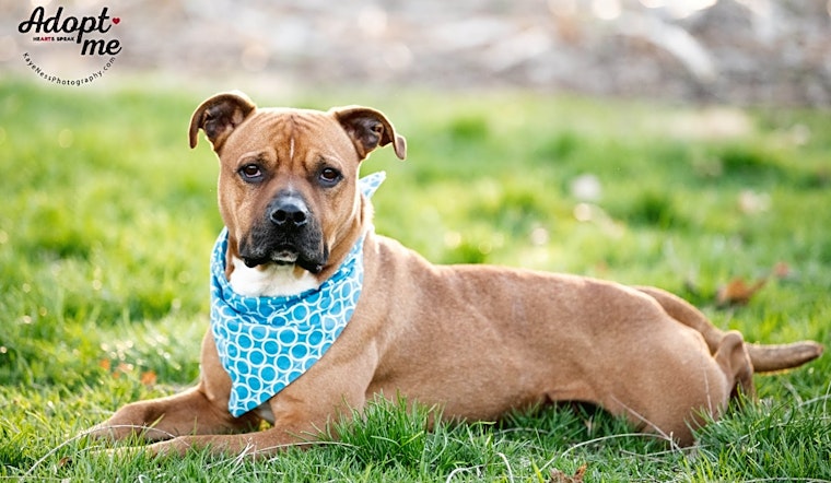 Looking to adopt a pet? Here are 7 lovable pups to adopt now in Kansas City