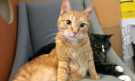Looking to adopt a pet? Here are 7 lovable kitties to adopt now in St. Louis