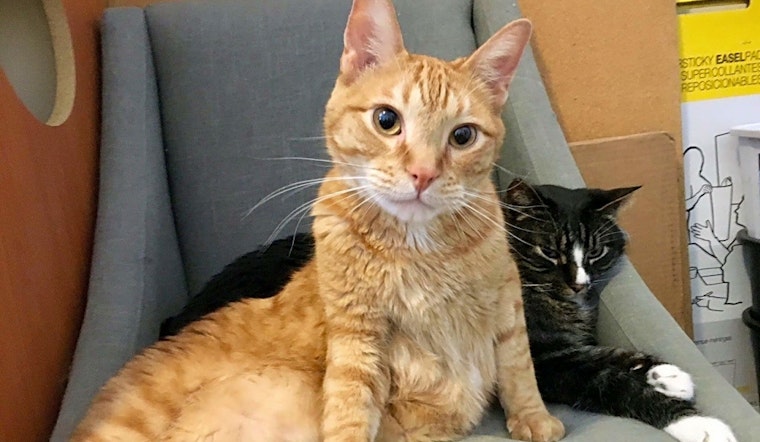 Looking to adopt a pet? Here are 7 lovable kitties to adopt now in St. Louis