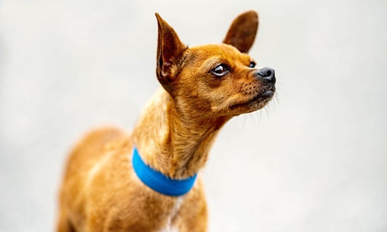Looking to adopt a pet? Here are 6 cuddly canines to adopt now in Seattle
