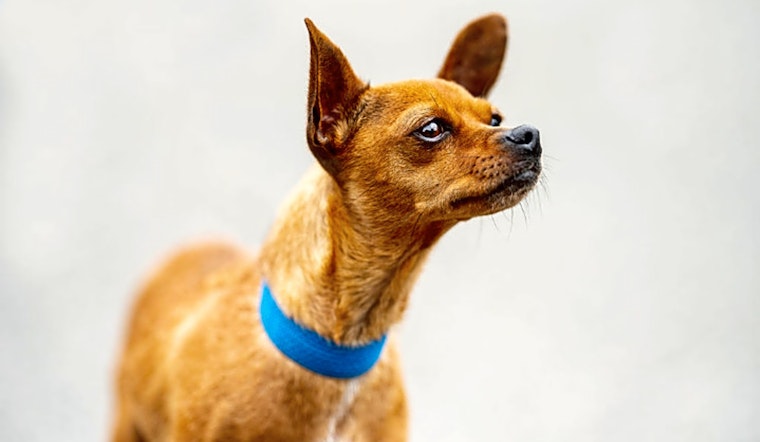Looking to adopt a pet? Here are 6 cuddly canines to adopt now in Seattle