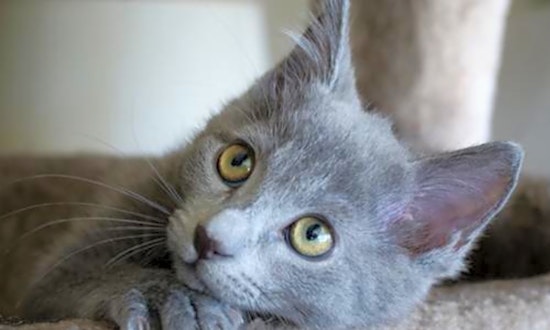 4 fluffy felines to adopt now in San Jose