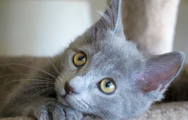 4 fluffy felines to adopt now in San Jose