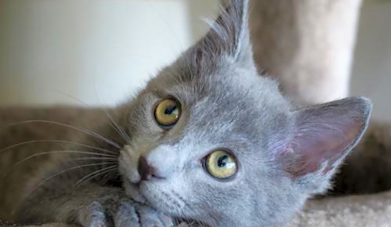 4 fluffy felines to adopt now in San Jose