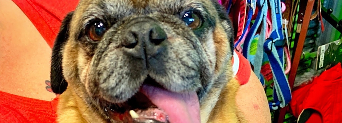 7 lovable pups to adopt now in Omaha