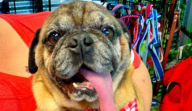 7 lovable pups to adopt now in Omaha