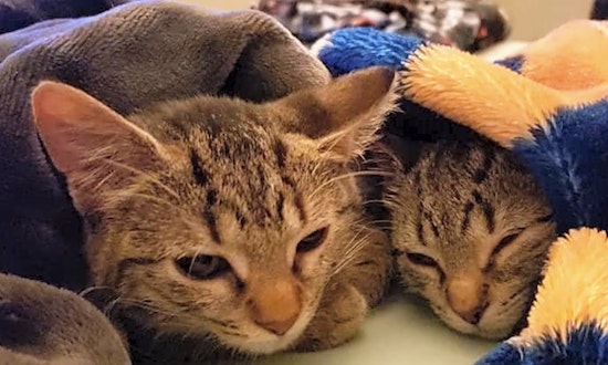 7 fluffy felines to adopt now in Chicago