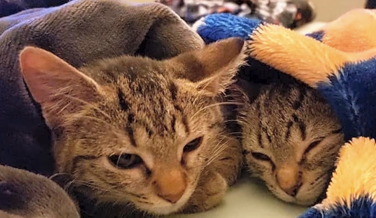 7 fluffy felines to adopt now in Chicago