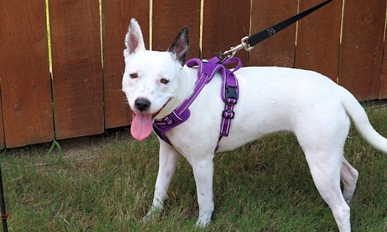 These Memphis-based canines are up for adoption and in need of a good home
