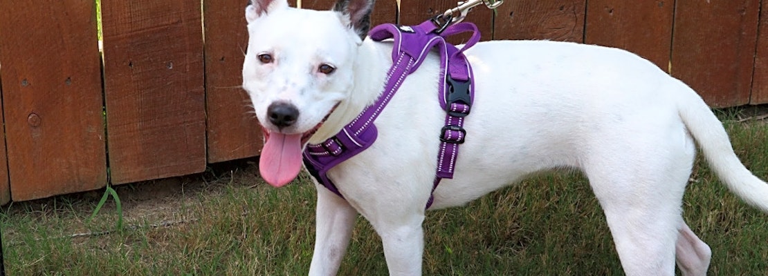 These Memphis-based canines are up for adoption and in need of a good home