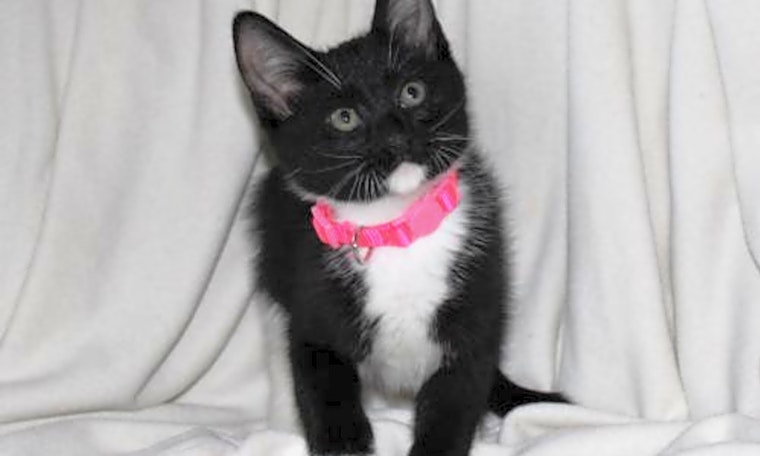 7 charming cats to adopt now in Minneapolis