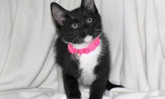 7 charming cats to adopt now in Minneapolis