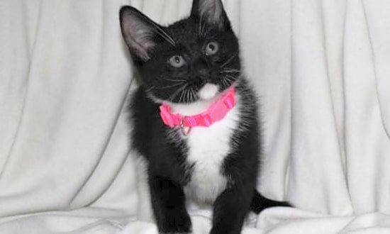 7 charming cats to adopt now in Minneapolis