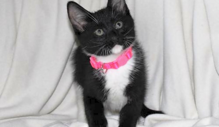 7 charming cats to adopt now in Minneapolis