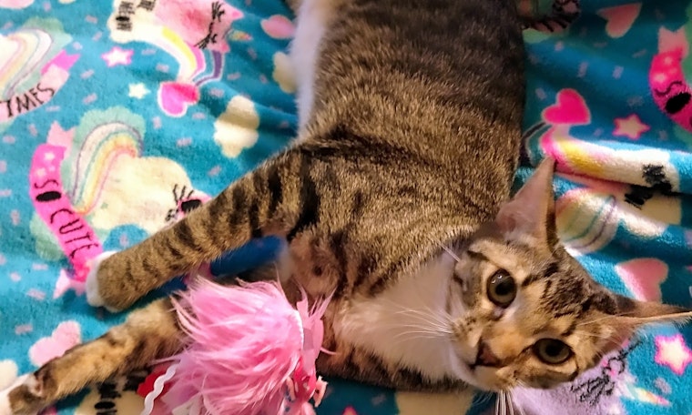 7 charming cats to adopt now in Nashville