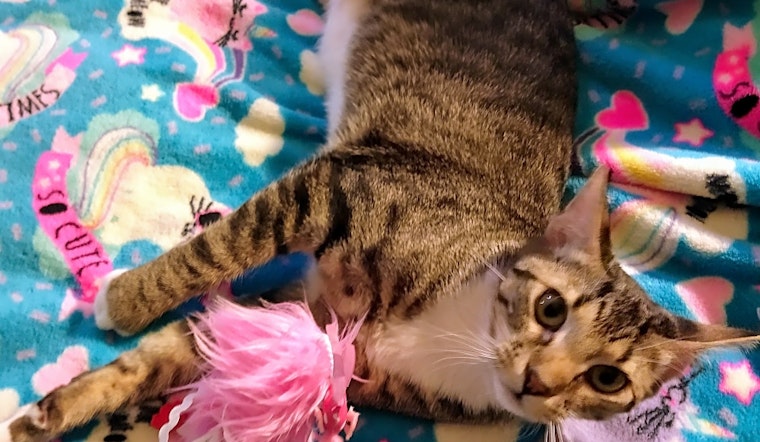 7 charming cats to adopt now in Nashville