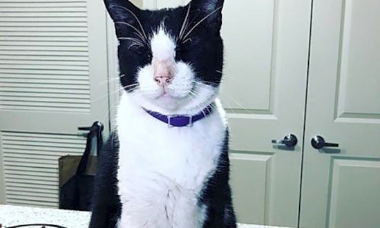 7 cool kitties to adopt now in Tampa
