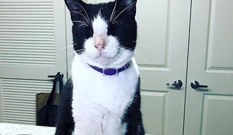 7 cool kitties to adopt now in Tampa