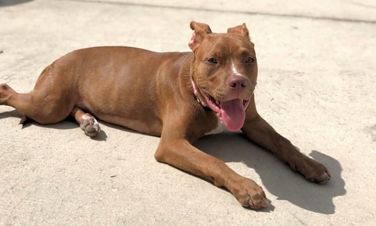 Want to adopt a pet? Here are 4 cuddly canines to adopt now in Miami