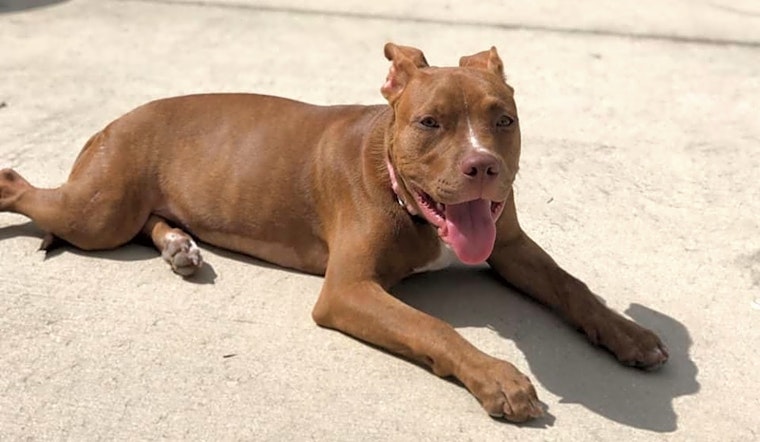 Want to adopt a pet? Here are 4 cuddly canines to adopt now in Miami