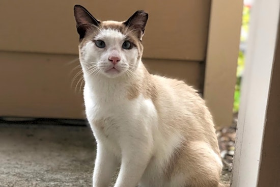 These Orlando-based cats are up for adoption and in need of a good home