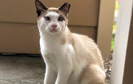 These Orlando-based cats are up for adoption and in need of a good home