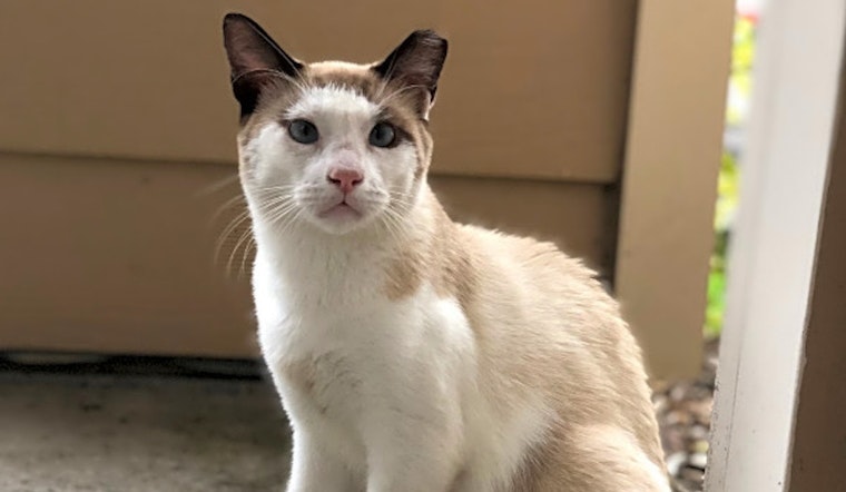 These Orlando-based cats are up for adoption and in need of a good home