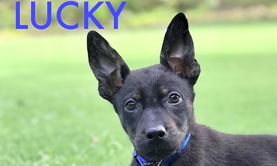 3 precious puppies to adopt now in Atlanta