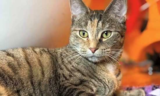 These Charlotte-based kitties are up for adoption and in need of a good home