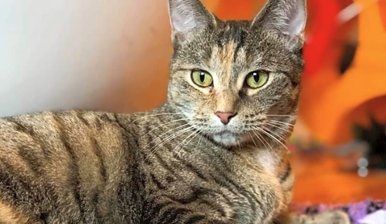 These Charlotte-based kitties are up for adoption and in need of a good home