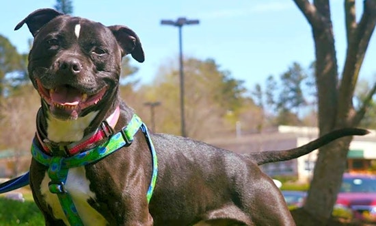 Want to adopt a pet? Here are 4 delightful doggies to adopt now in Durham
