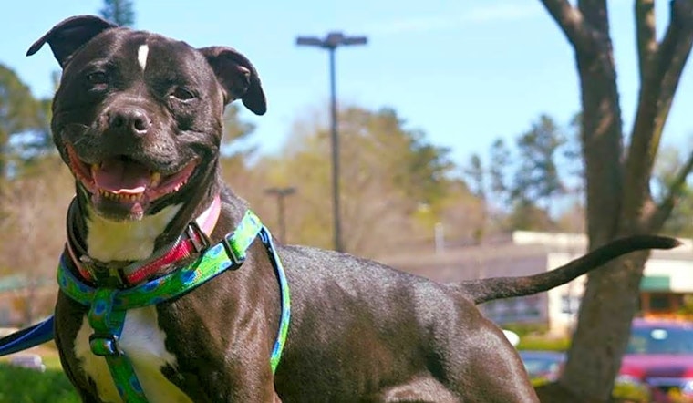Want to adopt a pet? Here are 4 delightful doggies to adopt now in Durham