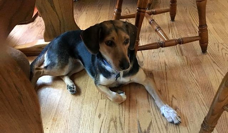 Want to adopt a pet? Here are 4 delightful doggies to adopt now in Raleigh