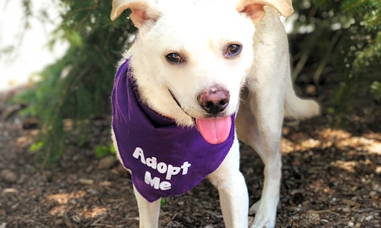 6 lovable pups to adopt now in Detroit