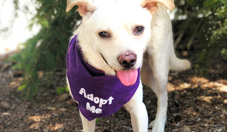 6 lovable pups to adopt now in Detroit
