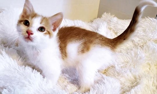 Looking to adopt a pet? Here are 5 cuddly kittens to adopt now in Lexington