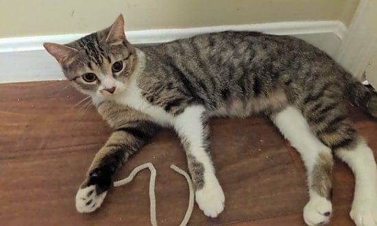 Want to adopt a pet? Here are 3 cute kitties to adopt now in Louisville