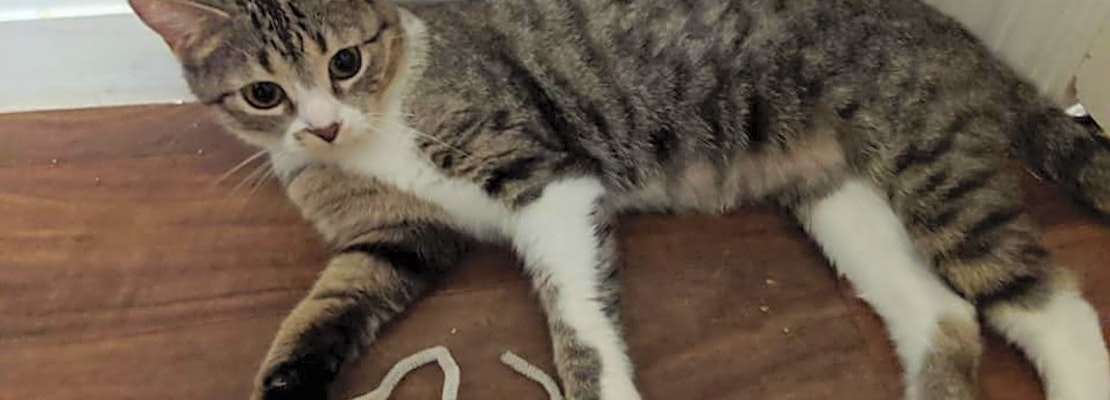 Want to adopt a pet? Here are 3 cute kitties to adopt now in Louisville