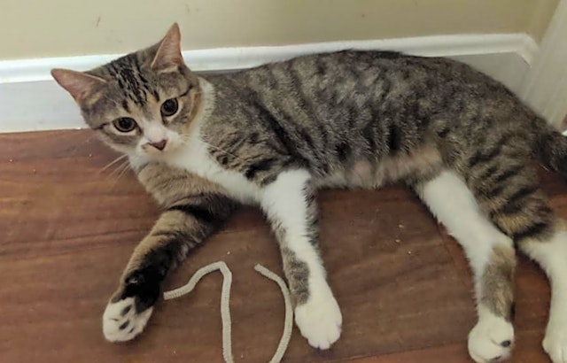 Want to adopt a pet? Here are 3 cute kitties to adopt now in Louisville