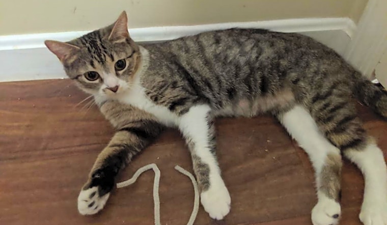 Want to adopt a pet? Here are 3 cute kitties to adopt now in Louisville