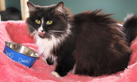 6 lovable kitties to adopt now in Columbus