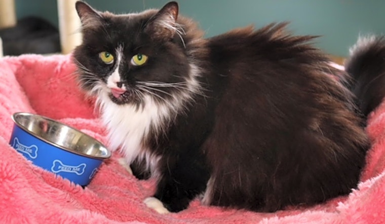 6 lovable kitties to adopt now in Columbus