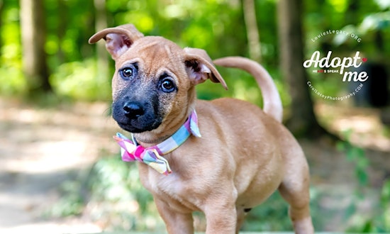 7 adorable pups to adopt now in Cincinnati
