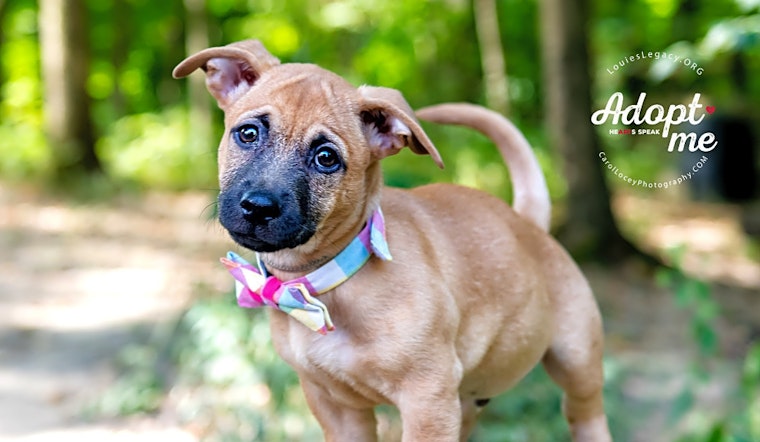 7 adorable pups to adopt now in Cincinnati