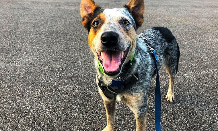 Looking to adopt a pet? Here are 5 delightful doggies to adopt now in Philadelphia